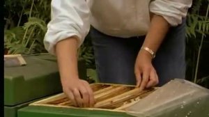 IWF Вывод маток 5.mp4