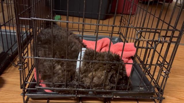 Luna The Female Standard Goldendoodle Crate Training смотреть онлайн