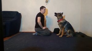 Как научить собаку команде БЕРИ