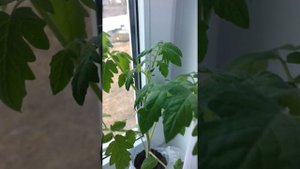 Рассада томатов "Сибирский гигант".Рассада перца "Оранжевы куб" .