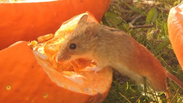 Mysz polna podbiera pestki z dyni / Striped field mouse collects pumpkin seeds / Apodemus agrarius смотреть онлайн
