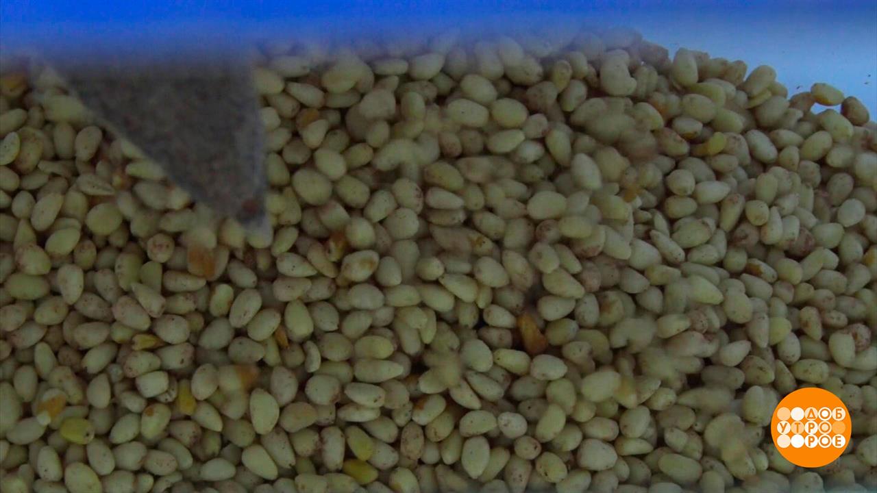 Как собирают кедровые шишки. Доброе утро. Фрагмент выпуска от 04.10.2023