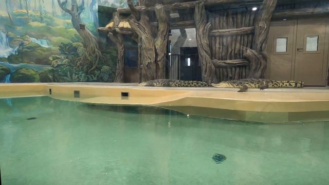 Павильон крокодилов. Харьковский зоопарк смотреть онлайн