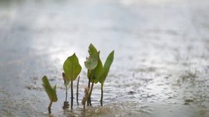 Лето. Снято на Sony NEX 3N + Helios-44-2