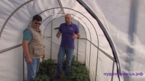 Финал эксперимента с Чудотеплицей и Агрощитом!