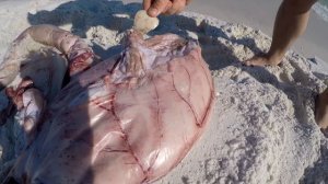 2018 Shark guts washed up (Wait to find out whats inside!)