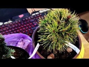 посылка "красивый сад коломна". ель де рюйтер, сосна милки вей, обрезка гортензий