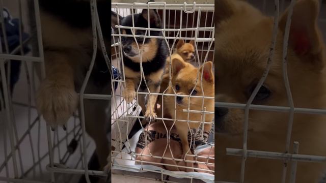 #Приюткосточкаживи #дорога_в_новую_жизнь  #чихуахуа #собакидонбасса