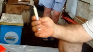 Прививка личинок на маточное молочко