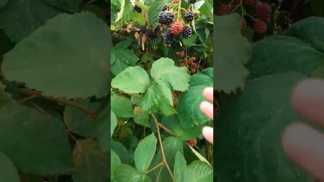 #ЕЖЕВИКА не колючая СТЭФАН поспела #ежевиканеколючаястэфан /кусту 3 года #жизньвдеревне #живемвселе
