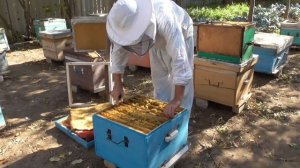 Собираю 12 рамочный улей на зиму.Немного о пчелопакетах.