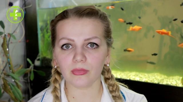 Кровь в Моче у Собаки - Причины и Что Делать // Сеть Ветклиник БИО-ВЕТ смотреть онлайн