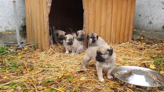 Турецкий Кангал щенки смотреть онлайн