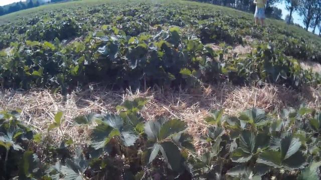 Клубничное поле/Как собирают клубнику в Германии смотреть онлайн