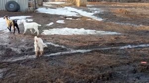 Причины запаха козьего молока... Правда или вымысел? Самые лучшие помеси коз превосходящие породу!