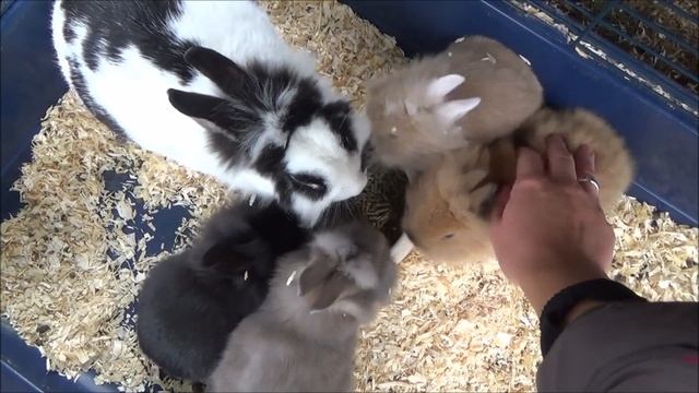 Крольчата. Декоративные кролики. Кролиководство - деревенская жизнь как преуспеть.