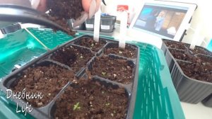 ЭУСТОМА НЕ РАСТЕТ. ВЫНУЖДЕННАЯ ПЕРЕСАДКА.