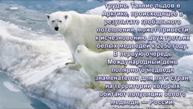 27 февраля - День полярного медведя! История праздника. смотреть онлайн