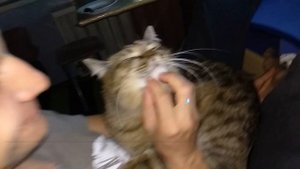 Кот бодается головой. Кот бодается с хозяином. Кошачья любовь.