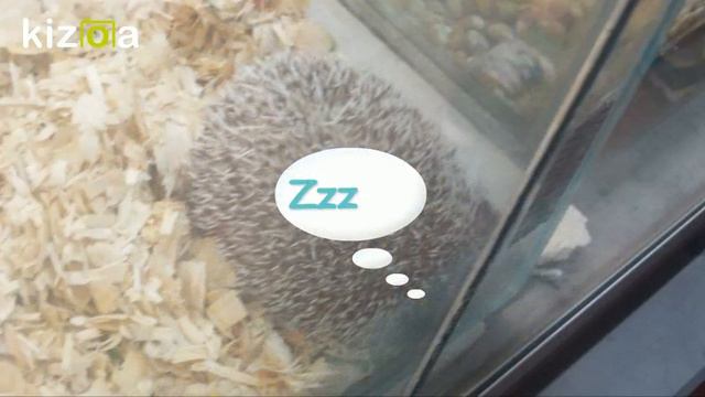 Kizoa Movie - Video - Slideshow Maker: Familia Rodolfo zoopark 2017 смотреть онлайн