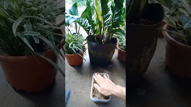 How to propagate ZZ plant by leaves in sand, please subscribe thank you #short