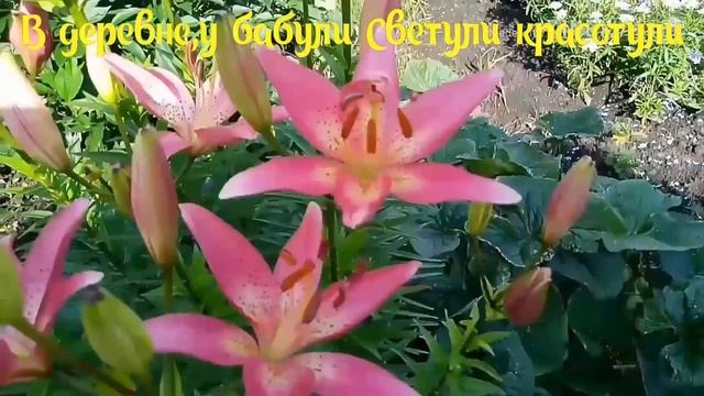 Лилии.Уход и размножение лилий смотреть онлайн