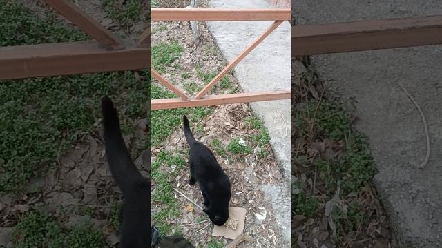 Котика Блэка не пугает сильный ветер.#спасение_и_помощь #cat #кошки #котик #cats смотреть онлайн