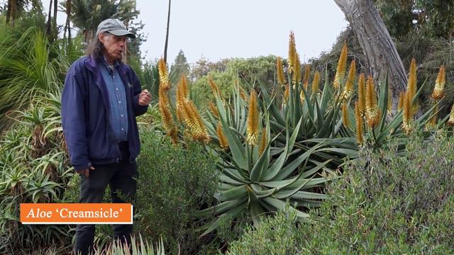 What's in Bloom at the Ruth Bancroft Garden (February 2021) смотреть онлайн