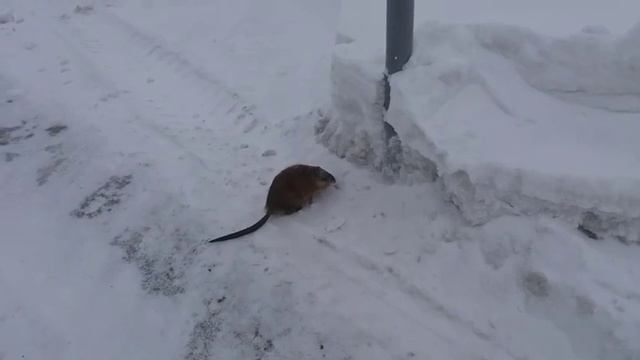 Ондатра бегает в Новом Уренгое смотреть онлайн