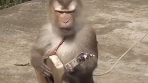 мем с обезьяной которая играет на гитаре #mem #meme #memes