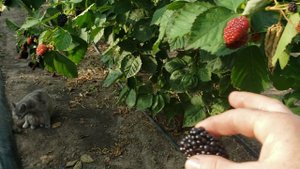 Ежевика Прайм Арк Фридом. Плодоношение на побегах текущего года. 27 июля 2024г.
