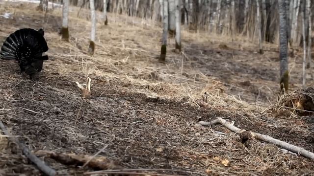 Глухариный ток на вырубке (Tetrao urogallus) смотреть онлайн