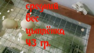 Бройлеры пьют мёд. Кипятить или не кипятить воду для бройлеров. Вес кобб 500 в 0 суток- 43 гр.