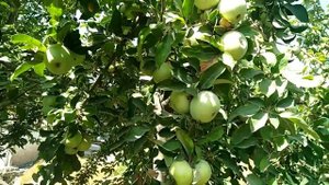 сбор яблоки семеренко. Олма хосилини териш