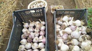 Как выбрать чеснок для посадки ??? // Правила покупки чеснока// Секреты Хороших Урожаев