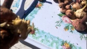 Гладиолусы. Выкапываем и убираем на хранение