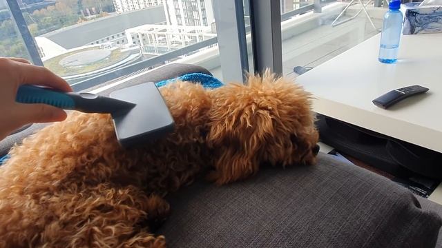 How to care for a TOY POODLE PUPPY | What you need to know before getting one