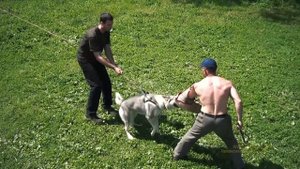 Атака собаки на резинке | Дрессировка чехословацкого влчака