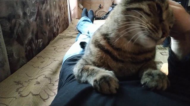 Кошка пришла ко мне на животик. Вид от первого лица. смотреть онлайн