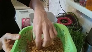 Проращивание пшеницы