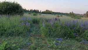 Косилка нева кр-05. 3 Косим  старое запущенное поле.