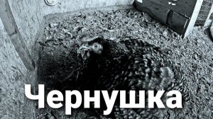 Чернушка. Черный бройлер Кобб - 500, возраст 9 месяцев.