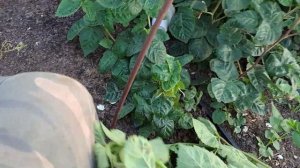 Часть 3. Ежевика из семян. Селекция методом жёсткого отбора.