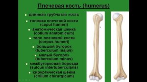 Кости свободной верхней конечности. Плечевая кость.