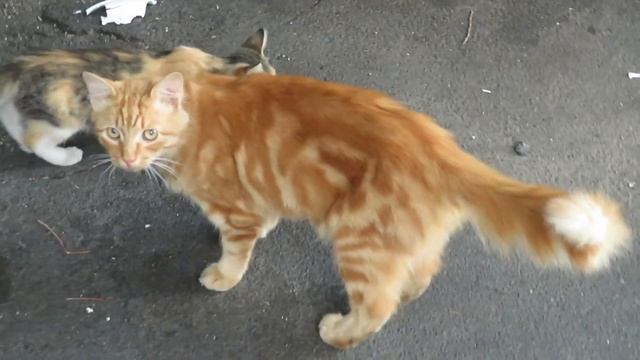 Canon PowerShot SX540 HS Video Test смотреть онлайн