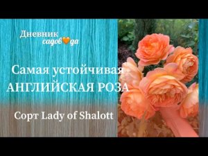 Отличный сорт розы Дэвида Остина. Неприхотливый устойчивый. Подробный обзор. Архив Дневник садовода