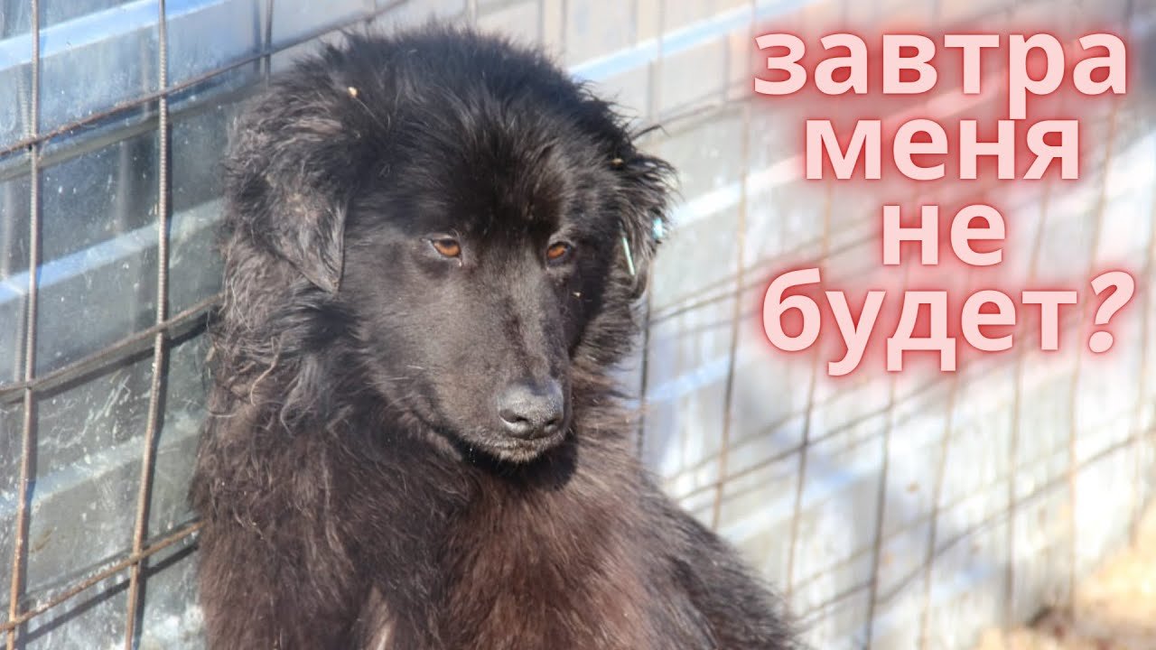 Спасем или отвернемся. Что происходит в отлове?