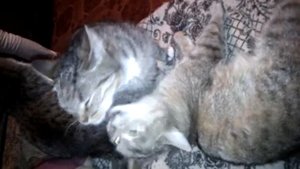 кошечки лижут друг друга