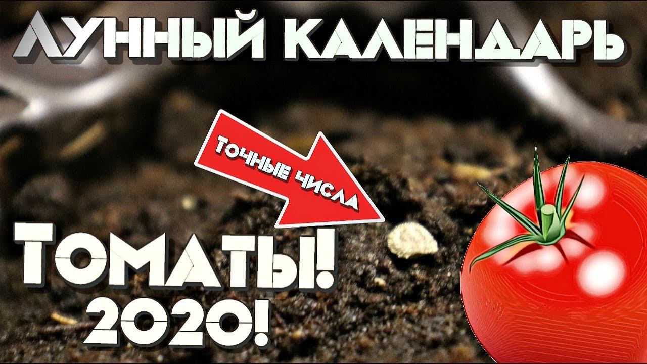 Посадите томаты в эти числа по лунному календарю урожай гарантируем! Лунный календарь томаты 2020!