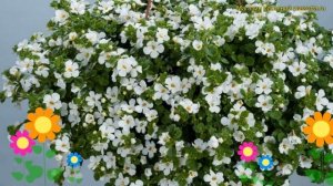 Бакопа раскидистая Гулливер Компакт Уайт. Краткий обзор bacopa diffusa Gulliver Compact White